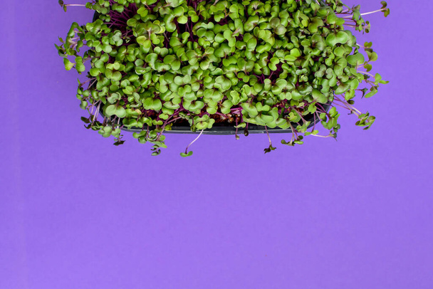 Micro brotos de repolho verdes no fundo roxo. Conceito de alimentação saudável. Espaço de cópia - Foto, Imagem