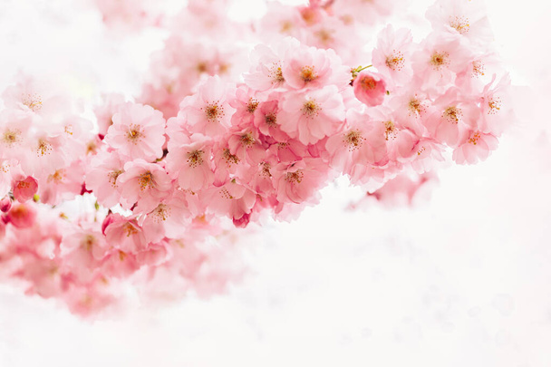 さくらの木にピンクの桜が咲いていました。美しい春の木。選択的フォーカス。テキストの場所. - 写真・画像