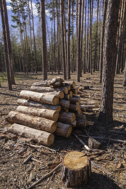 Naskládané řezané jehličnaté stromy na pozadí řídkého lesa za slunečného dne. - Fotografie, Obrázek