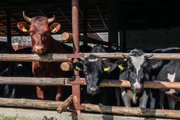 Brown bull and calves on a rural farm in a stall. - Fotó, kép