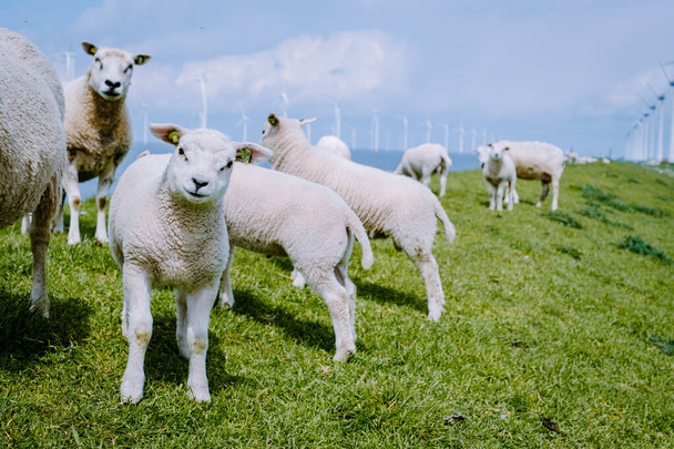 Lämmer und Schafe auf dem holländischen Deich am IJsselmeer, Blick auf den Frühling, Niederlande Schafe auf einer Wiese auf grünem Gras - Foto, Bild