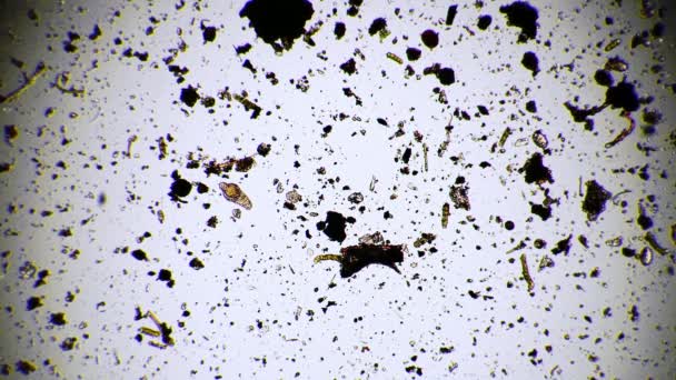 Ο ροτιδωτής κινείται στην περιοχή γεμάτη από διαφορετικούς μικροοργανισμούς κάτω από μικροσκόπιο - Πλάνα, βίντεο