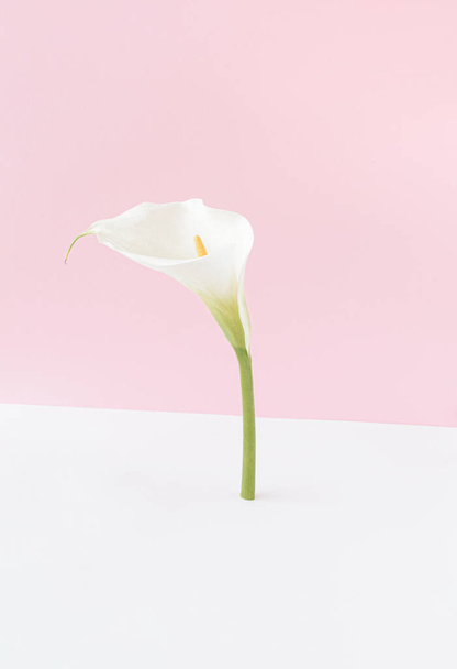 Valkoinen calla kukka eristetty pystyssä vaaleanpunainen ja valkoinen tausta. Kukka minimaalinen käsite. - Valokuva, kuva