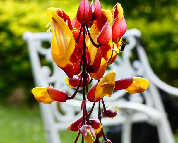 Grupo de flores cônicas vermelhas e amarelas vistas de perto, com um inseto empoleirado em um deles e uma cadeira de jardim no fundo - Foto, Imagem
