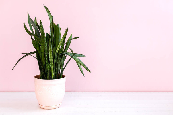 Green potted plant on pink background with copy space for text - Foto, Imagem