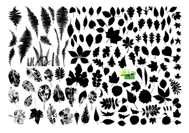 Ensemble de feuilles d'arbre. Illustration vectorielle - Vecteur, image