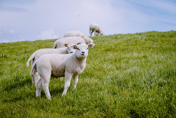 湖によるオランダの堤防上の子羊と羊IJsselmeer,春の景色,オランダ緑の草の上の牧草地で羊 - 写真・画像