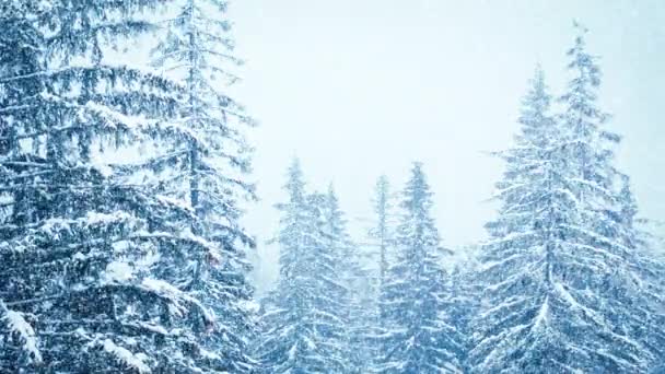 Bela neve fofa em galhos de árvore. A neve cai lindamente dos ramos de abeto. Conto de fadas de inverno, árvores em cativeiro de neve. Inverno nevando imagens de vídeo - Filmagem, Vídeo