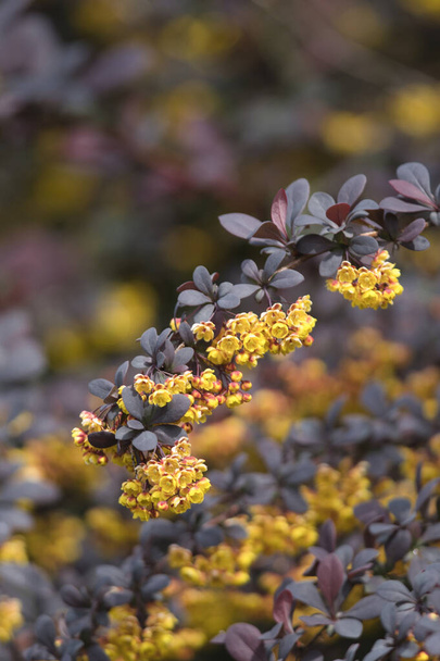 A closeup of some Berberis Thunbergii blooming in the park.   Vancouver BC Canada - Photo, Image
