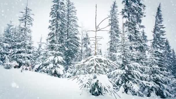 Όμορφο χνουδωτό χιόνι στα κλαδιά των δέντρων. Το χιόνι πέφτει όμορφα από τα κλαδιά του έλατου. Χειμερινό παραμύθι, δέντρα σε αιχμαλωσία χιονιού. Χιονίζει βίντεο χειμώνα - Πλάνα, βίντεο