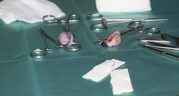 Un par de testículos caninos extirpados en una bandeja médica durante la cirugía de castración / esterilización de un pug - Foto, imagen