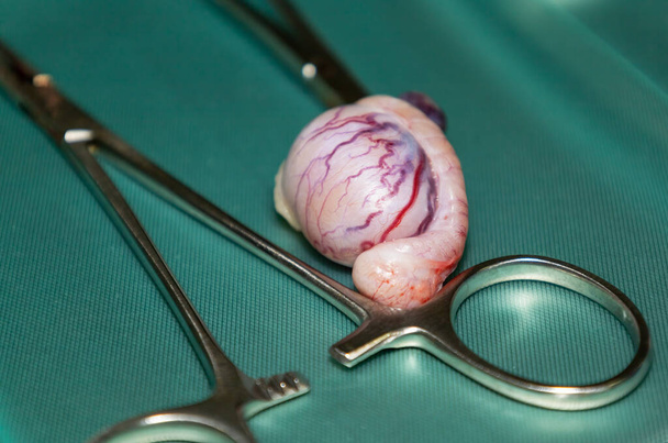 ein einzelner entfernter Hundehoden auf einem medizinischen Tablett während der Kastration / Sterilisation eines Mops - Foto, Bild