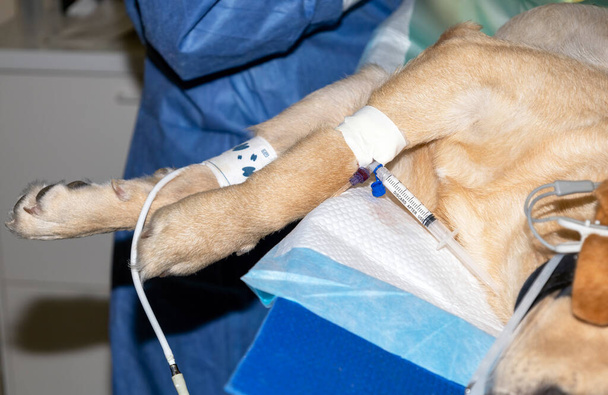 Koira nukkuu sterilisaatioleikkauksen aikana anestesiaruiskun ollessa kytkettynä laskimokanyyliin ja verenpaineen mansetin toiseen jalkaan - Valokuva, kuva