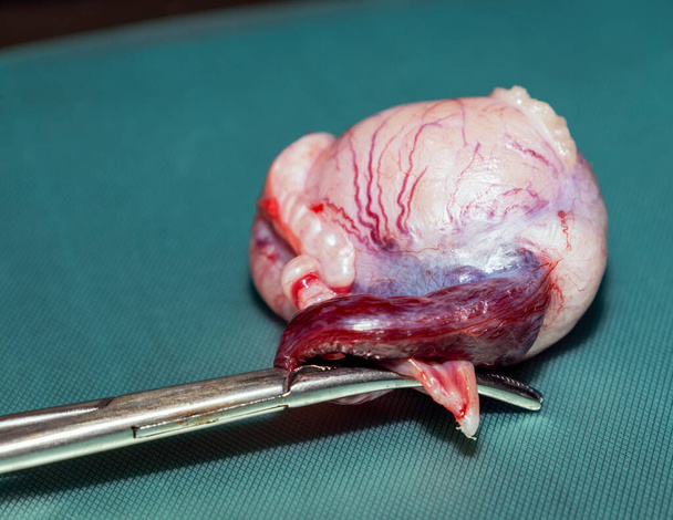 ein einzelner entfernter Hundehoden auf einem medizinischen Tablett während der Kastration / Sterilisation eines Mops - Foto, Bild