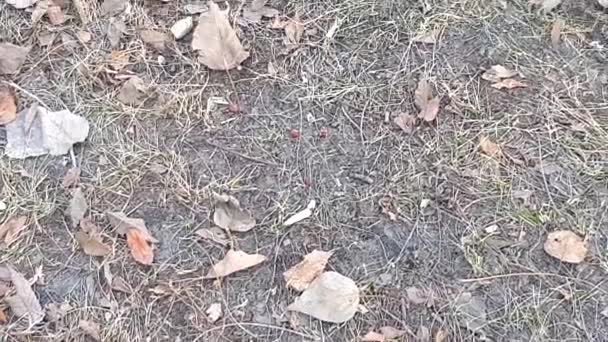 Natural landscape with dry foliage on land in autumn or spring. The camera is in motion. Fresh grass growing through dry leaves. Natural background of the soil surface, 4k video - Footage, Video