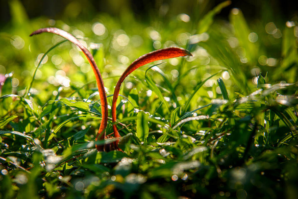Семя Dipterocarpus alatus Roxb (Yang, Gurjan, Garjan) падает на траву. Семена Яна, Гурджана или Гарджана. - Фото, изображение