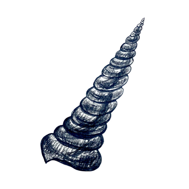 Hand drawn pencil illustration of long twisted seashell - Fotografie, Obrázek