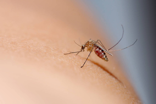 lähikuva hyttynen imee verta ihmisen iholle, hyttynen kantaa malariaa, enkefaliittia, dengueta, zikavirusta                         - Valokuva, kuva