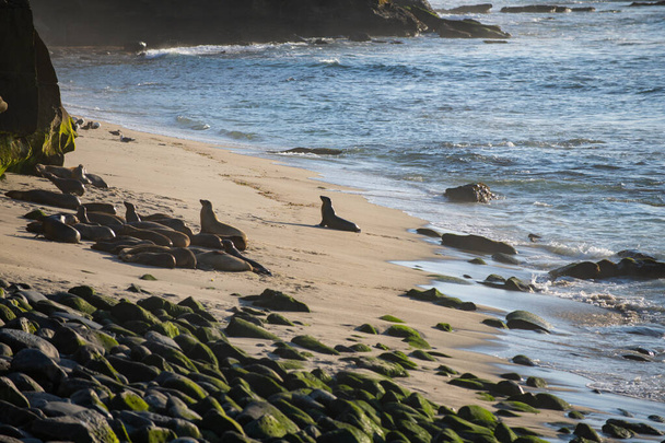 Sea Lions at ocean. Fur seal colony, arctocephalus pusillus. - Foto, Imagem