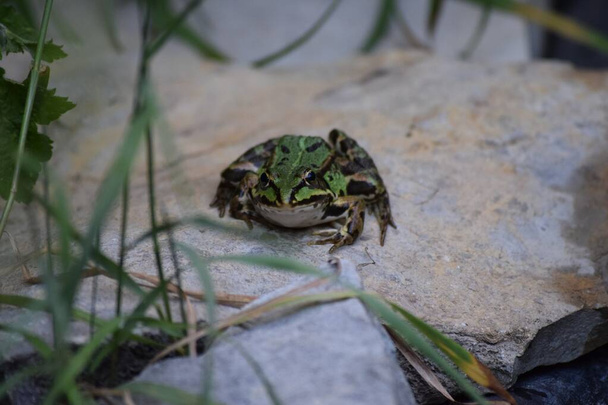krásná žába se opatrně přibližuje - Fotografie, Obrázek