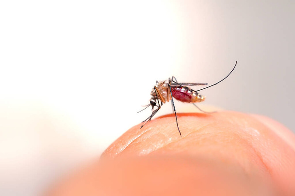 Sika virüsü aedes aegypti sivrisineği insan derisi üzerinde - Fotoğraf, Görsel