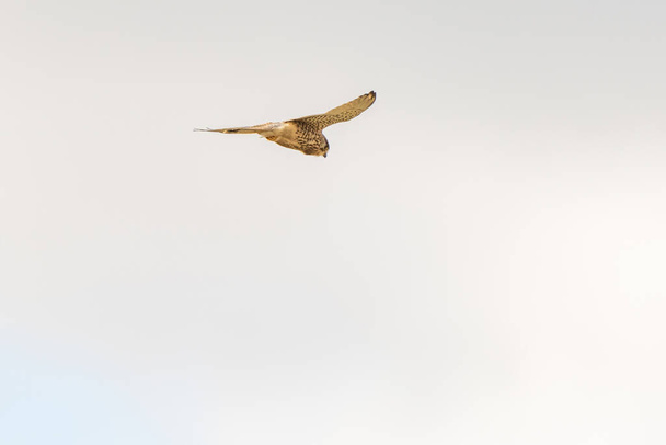 Close-up de Kestrel - pássaro de rapina - pairando no céu, à procura de presas. - Foto, Imagem