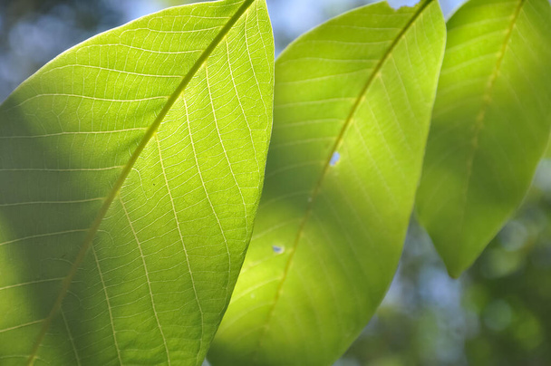 Low angle macro shot of green walnut leaves with sunlight on it - Photo, image