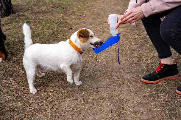 Jack russell terrier chien boit de la bouteille portable spéciale pour animaux de compagnie tout en marchant dans la forêt avec le propriétaire - Photo, image
