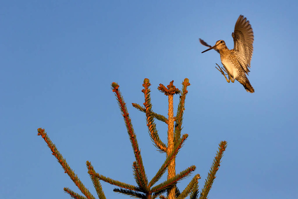 El snipe común Gallinago gallinago es un pequeño, robusto vadeador nativo del Viejo Mundo. - Foto, imagen