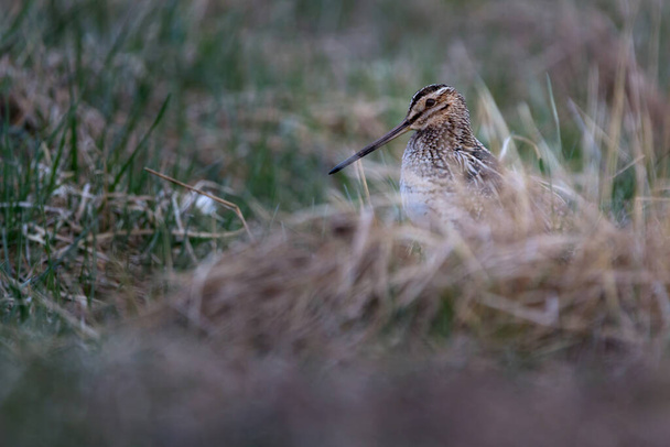 The common snipe Gallinago gallinago is a small, stocky wader native to the Old World. - Photo, Image