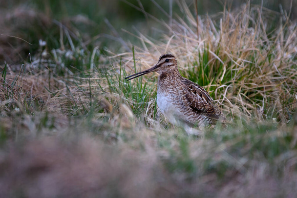 The common snipe (Gallinago gallinago) is a small, stocky wader native to the Old World. - Photo, Image