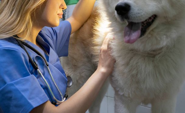 Hund im Tierarzt wird vom Arzt beobachtet - Foto, Bild