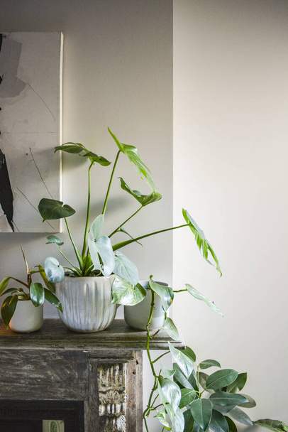 A vertical shot of potted indoor plants - Foto, Bild
