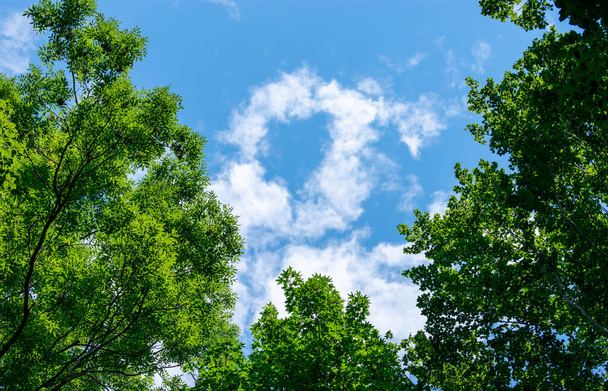 Hipnotyzujący widok chmur na niebie w kształcie serca z oświetlonymi słońcem drzewami oprawiającymi go - Zdjęcie, obraz
