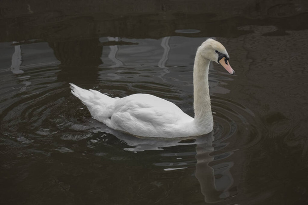 Kaunis, valkoinen joutsen uimassa lammessa - Valokuva, kuva