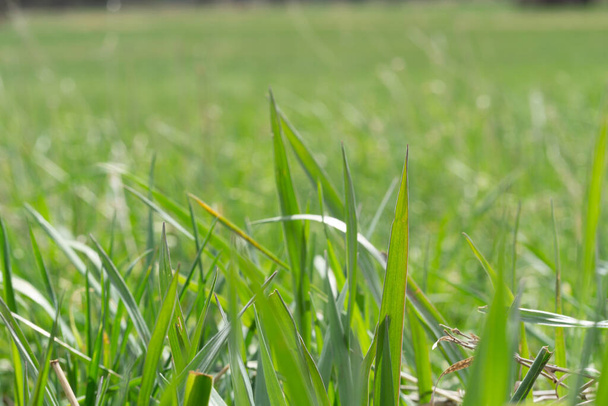 A selective focus of green grasses in a field - Foto, Bild