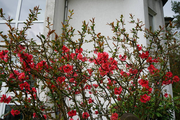 Chaenomeles speciosa, le coing à fleurs, le coing chinois ou coing japonais, est un arbuste épineux à feuilles caduques ou semi-persistantes et appartient à la famille des Rosacées. Berlin, Allemagne   - Photo, image