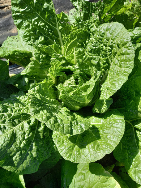 Fresh lettuce leaves, close up - Фото, изображение