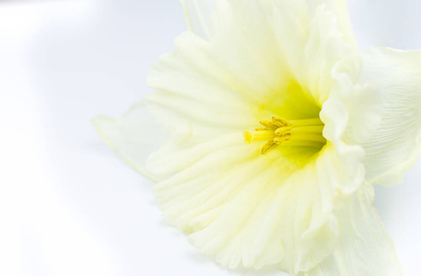 Μαλακός λευκός-κίτρινος νάρκισσος στο λευκό φόντο. Κοντινό πλάνο, μακροφωτογραφία. Όμορφα ανοιξιάτικα λουλούδια. Φυσική ταπετσαρία. - Φωτογραφία, εικόνα