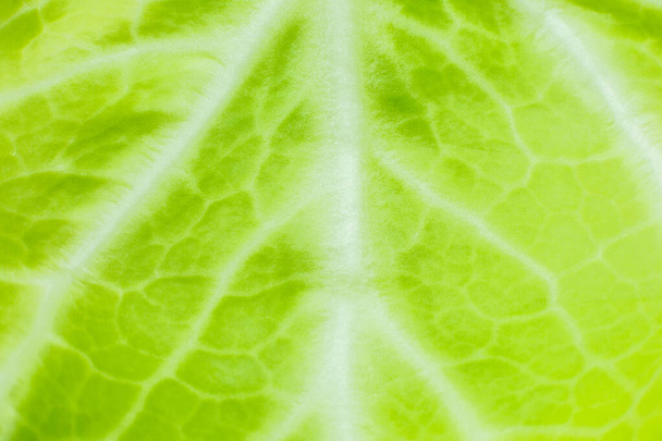 Green leaf close up. Fresh leaves texture background. Natural eco wallpaper. Vegetarian food. Vegetable and vitamins products. Macro photo. - Photo, Image