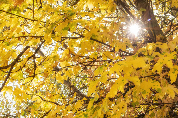 Beautiful autumn background with sunshine through yellow maple leaves against sky. - Fotó, kép