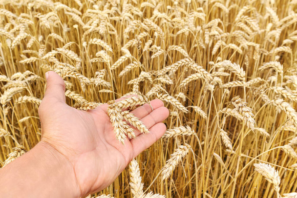 手は熟した小麦の畑に対して小麦の耳を保持します。農業の概念. - 写真・画像