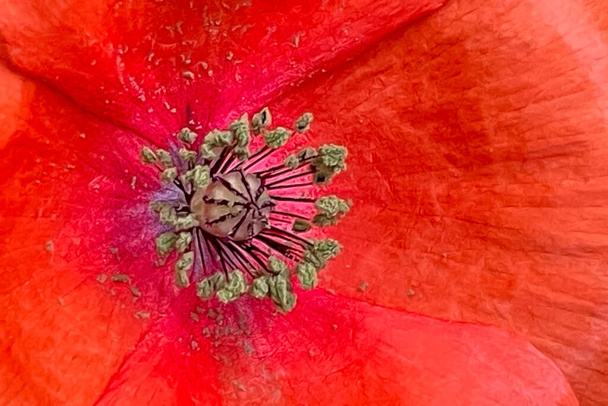 La hermosa y delicada flor de la temporada de primavera y el mes de mayo, la flor de amapola. - Vector, imagen