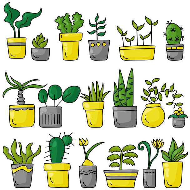 Um conjunto de várias plantas em interior em um estilo doodle, diferentes tipos de plantas florescendo e não só em interior brilhante cinza e amarelo potes ilustração vetorial - Vetor, Imagem