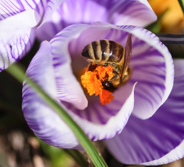 bee in flower - 写真・画像