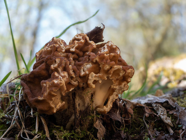 Gyromitra gigas, commonly known as the snow morel, snow false morel, calf brain, or bull nose, is a fungus and a member of the Ascomycota. , an intresting photo - Photo, Image