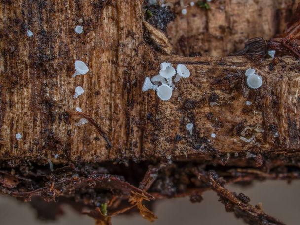 An indefinite fungus from the genus Lachnum , an intresting photo - Photo, Image