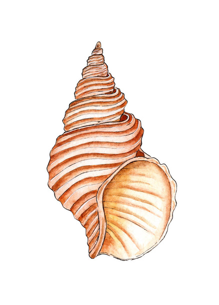 Watercolor illustration of a beige textured seashell, ribbed. Underwater world. Tropical shell. The external skeleton is a shellfish type. Oyster house, protection, armor. Isolated over white background. Design element. - Photo, Image