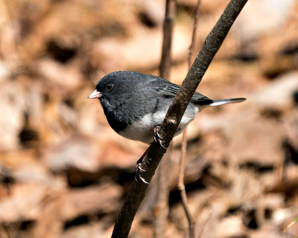 Junco bird perched on a branch displaying grey feather plumage, head, eye, beak, feet, with a blur background in its environment and habitat. Image. Picture. Portrait. - Foto, afbeelding