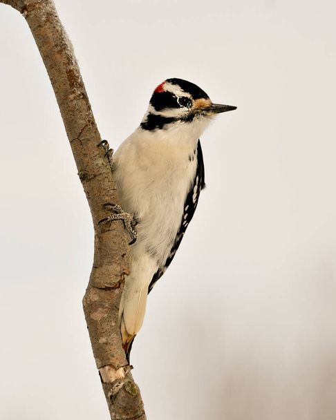 Woodpecker close-up profile view perched on a tree branch with blur background in its environment and habitat. Image. Picture. Portrait. Photo. - Photo, Image